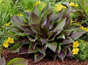Hosta 'Red Ninja'